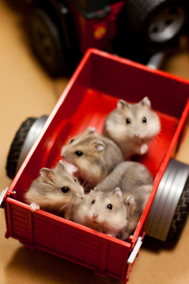 Kia Hamsters: The Best Vehicle Pitchmen of Our Time